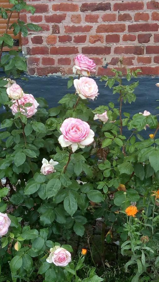 Chambre Coin Nature Fromelles Bagian luar foto